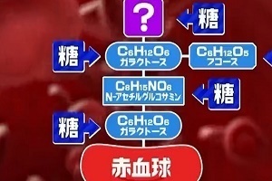 血液型 違い